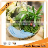 Wholesale Hanging Glass Semicircular Ball Flower Hydroponic Glass Vase