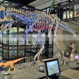 Dinosaur Skeleton Replica Of Cryolophosaurus thumbnail-1