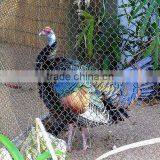 Zoo Mesh/aviary Mesh/animal Enclosure