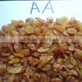High quality Golden Yellow Raisin from India