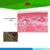 Factory Supplied Amphibians and Reptiles Individual Prepared Microscope Slide