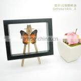 FOUSEN(039) Nature& Art Natural Species Glass Frame Gift thumbnail-1