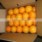 Gender Citrus Egyptian Orange thumbnail-6