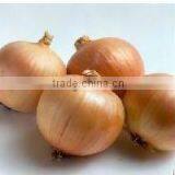 Yellow Onion thumbnail-1