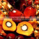 Very Good Ivory Coast Palm Oil thumbnail-4