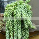 Sedum Species Long Green Sedum Long Green Leaves