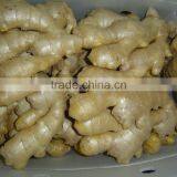 Fresh Ginger (air Dried) thumbnail-6
