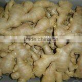 Fresh Air Dried Ginger thumbnail-3