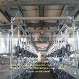 Cow Farm Automatic Milking Machine System , Milking Parlour