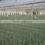 Blowing Molding, Multi-span, Tunnel PE Material, Agricultural Greenhouse Film Manufacturer thumbnail-2