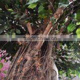 SJ2001011 Landscaping Artificial Big Banyan Tree thumbnail-4