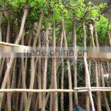 Sophora Trees thumbnail-1