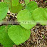 CISSAMPELOS PAREIRA thumbnail-2