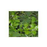 Gymnema Sylvestre Extract