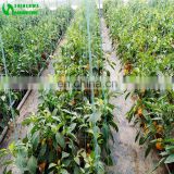 China Bell Pepper Hydroponics Growing System Supplies