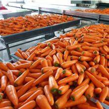 Cauliflower, Broccoli,carrots,sweet Corn, Garlic Frozen Vegetables thumbnail-4