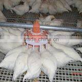 Poultry Farming Equipment Peradarstvo Oprema