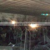 Common Nail thumbnail-3