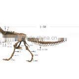 2013 Newest Best Quality Dinosaur Skeleton Model thumbnail-1