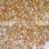 Cheap Price - Yellow Corn thumbnail-1