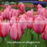 Names of Flowers Large Head Bright Pink Tulip Used for Decoration thumbnail-4