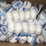 White Garlic Competive Price thumbnail-4