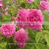 Rose Abs Oil (Rosa Damascena) from India