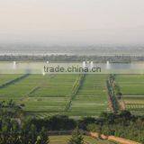 WEll Dried Gojiberry From Ningxia thumbnail-5