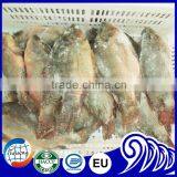 Frozen premium tilapia fish whole round price