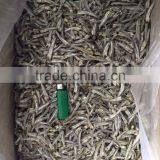 EXPORT DRIED ANCHOVY FISH HEADLESS (Email: Katherine.vilaconic@gmail.com thumbnail-1