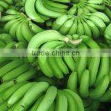 Fresh Cavendish Banana From Tamilnadu thumbnail-2