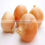 Premium Grade Yellow Onion Market Price for Export thumbnail-4
