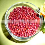 JSX Mayanmar Origin wholesale dried red mung beans Hand Picked hot sale red small bean