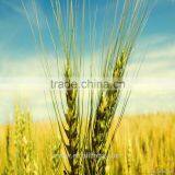 Pesticide Mepiquat Chloride thumbnail-4