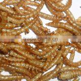 Wild Bird Treat Dried Mealworm / Poultry Feed Ingredients Mealworm thumbnail-1