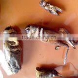 High Protein Dry Crickets for Bird Food thumbnail-1