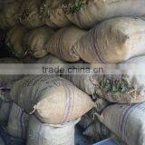 Cinnamon Herb thumbnail-3