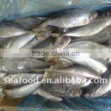 Frozen Horse Mackerel Fish (trachurus japonicus)