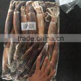 Frozen Illex Squid From CHINA 200-300G thumbnail-5