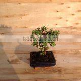 Portulacaria Afra ( Jade Plant) Bonsai Ball Shape thumbnail-2