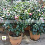 Camellia Japonica Tree Plant thumbnail-1