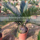 Cycas 6-8cm thumbnail-1