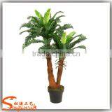 China Suppliers Small Palm Trees Cycas Revoluta Price Cycas Revoluta thumbnail-2