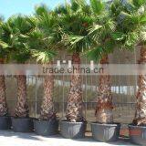 Washingtonia Robusta "Mexican Fan Palm" thumbnail-1