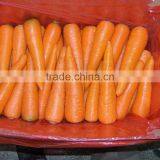 Chinese Fresh Carrots for Export thumbnail-2