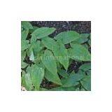 Epimedium Leaf Extract/Epimedium Sagittatum/Icariin thumbnail-1