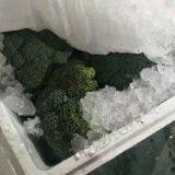 Fresh Broccoli thumbnail-3