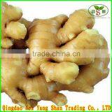 China Shandong Fresh Ginger/Fresh Ginger thumbnail-3