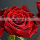 Factory New Coming Natural Black Magic Rose thumbnail-6