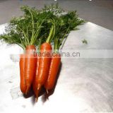 Chinese New Season Bulk Fresh Carrot